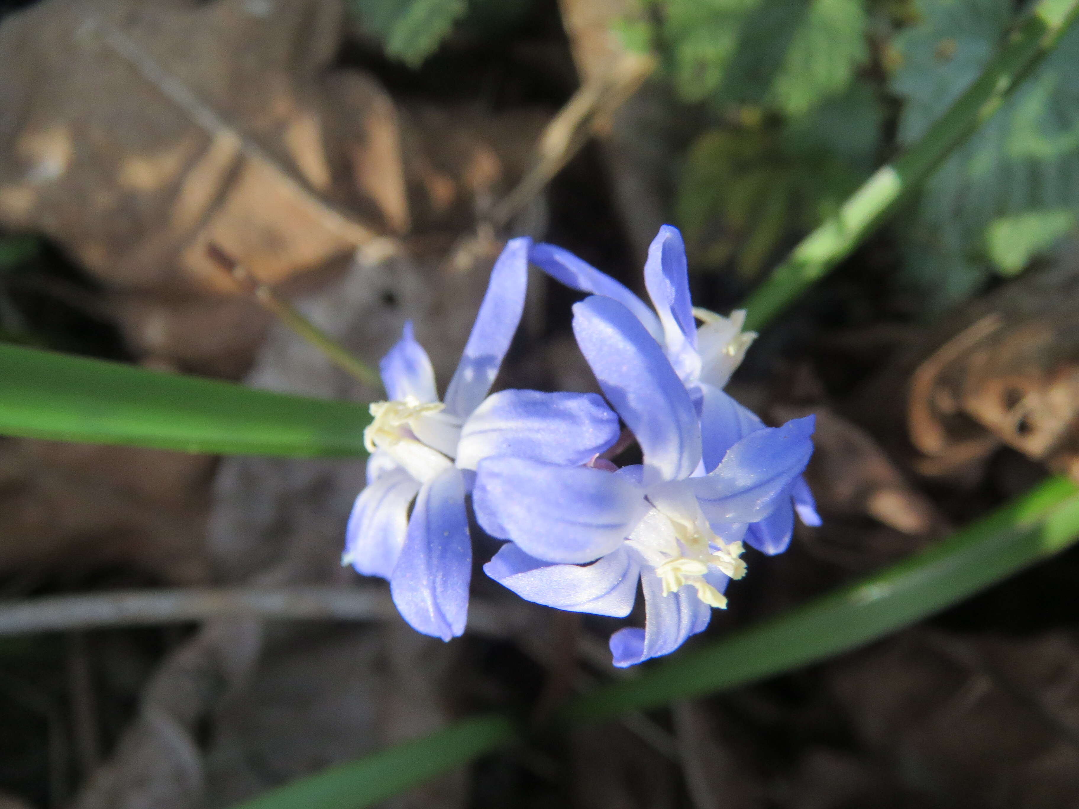 Image de Scilla luciliae (Boiss.) Speta