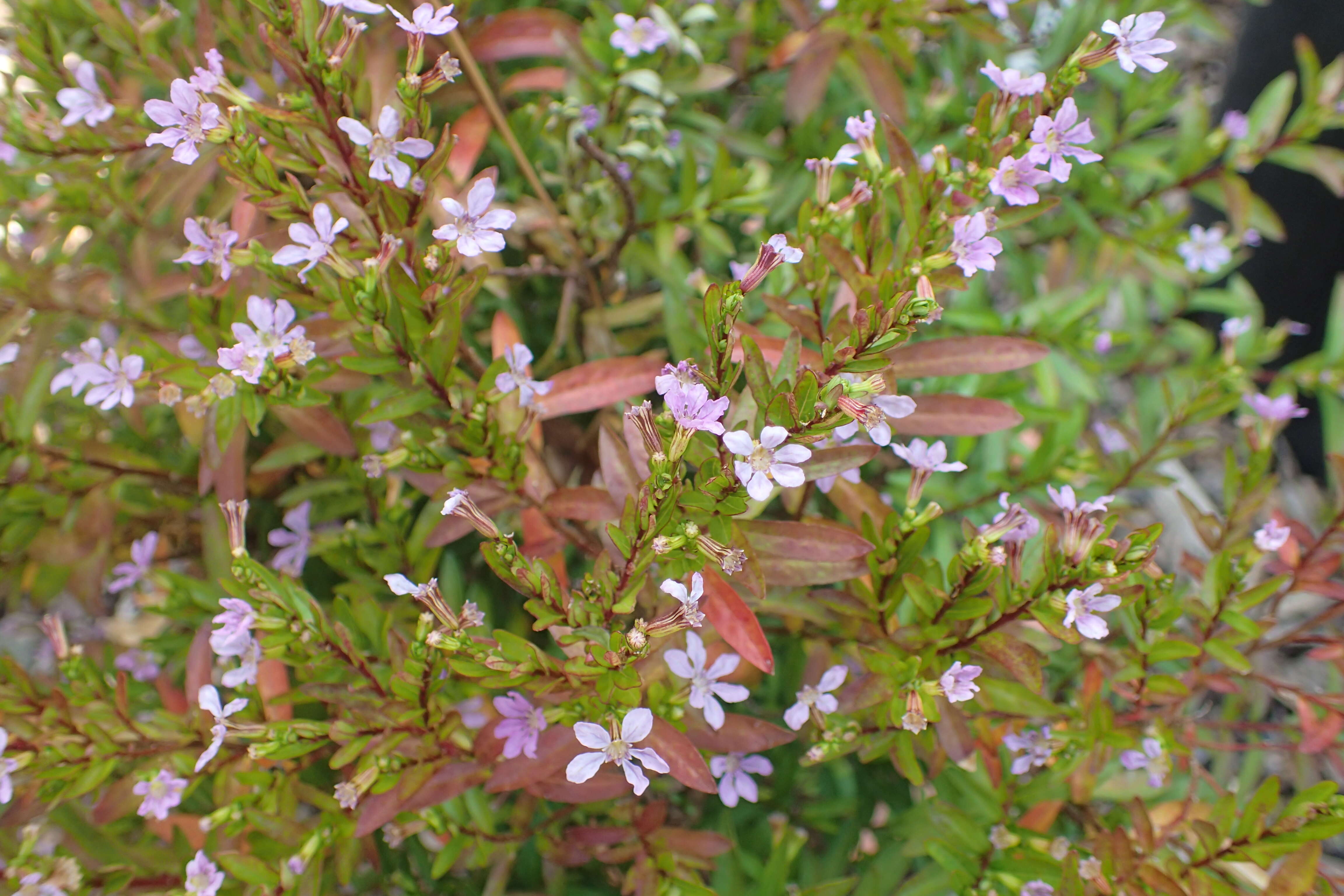 Слика од Cuphea hyssopifolia Kunth