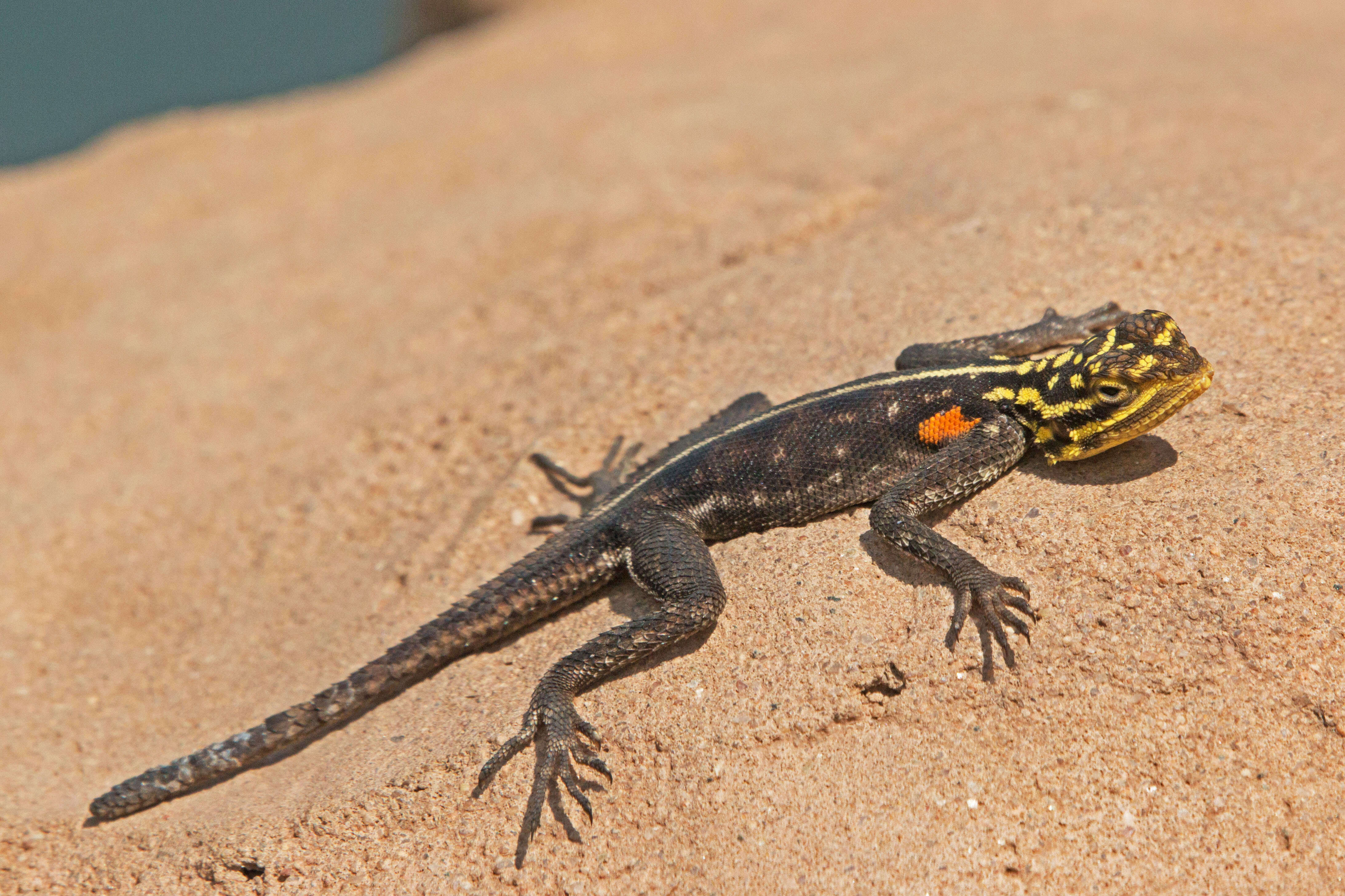 Image of Namib Rock Agama