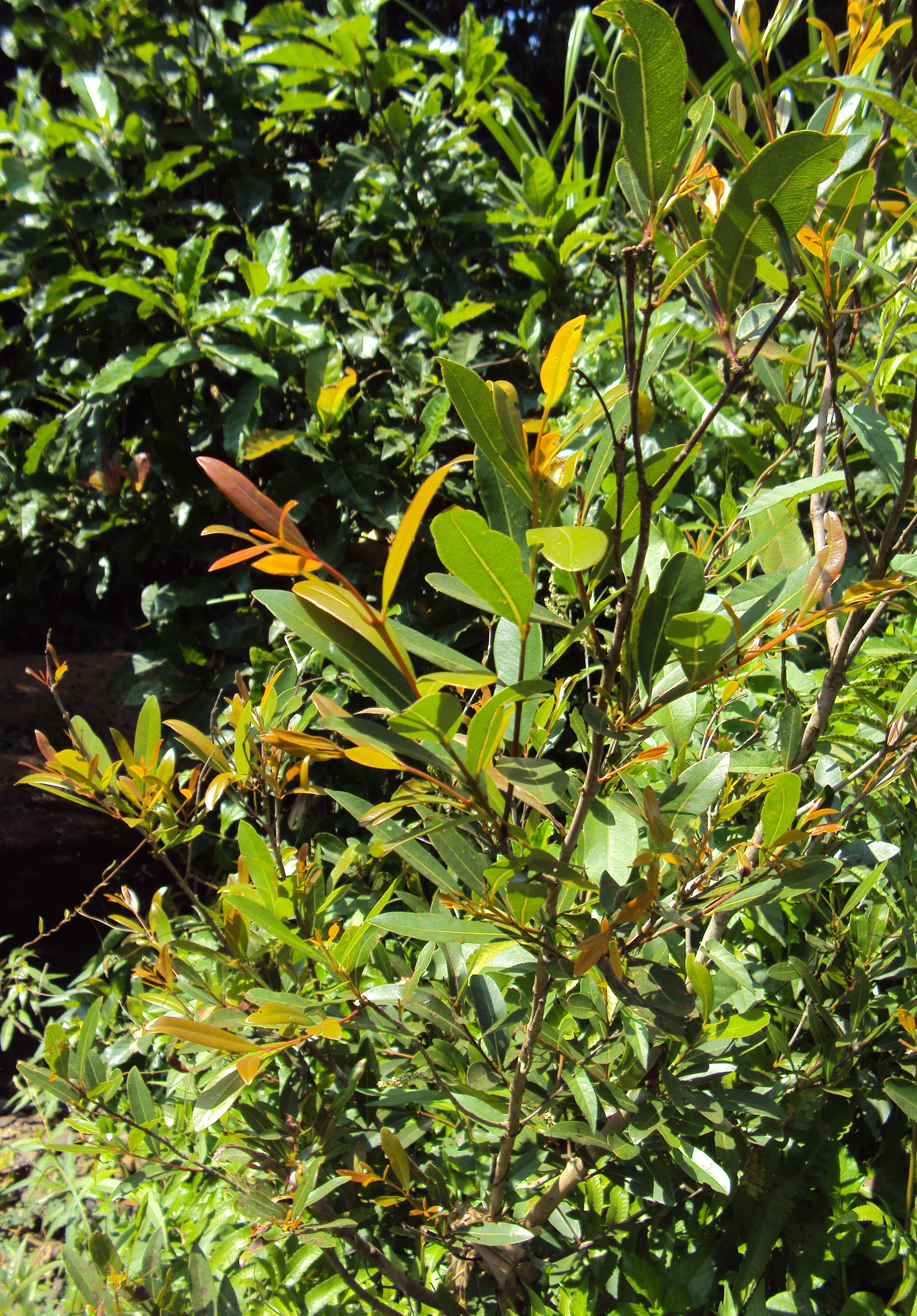 Image de Syzygium salicifolium (Wight) J. Grah.