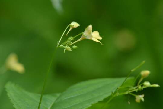 Impatiens parviflora DC. resmi