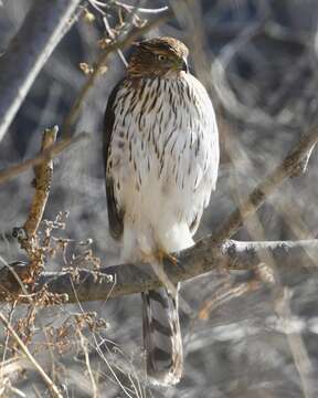 Image of Cooper's Hawk