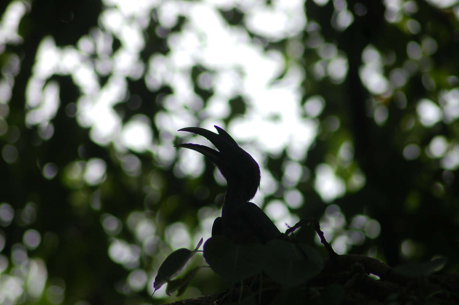 Image of Indian Grey Hornbill