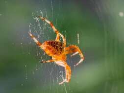 Image of Garden spider