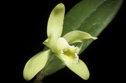 Image of Cattleya luteola Lindl.