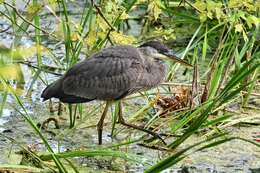 Image of Great Blue Heron