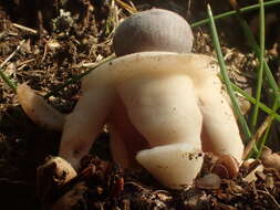 Image of Geastrum quadrifidum DC. ex Pers. 1801