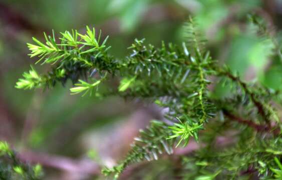 صورة Halocarpus bidwillii (Hook. fil. ex Kirk) Quinn