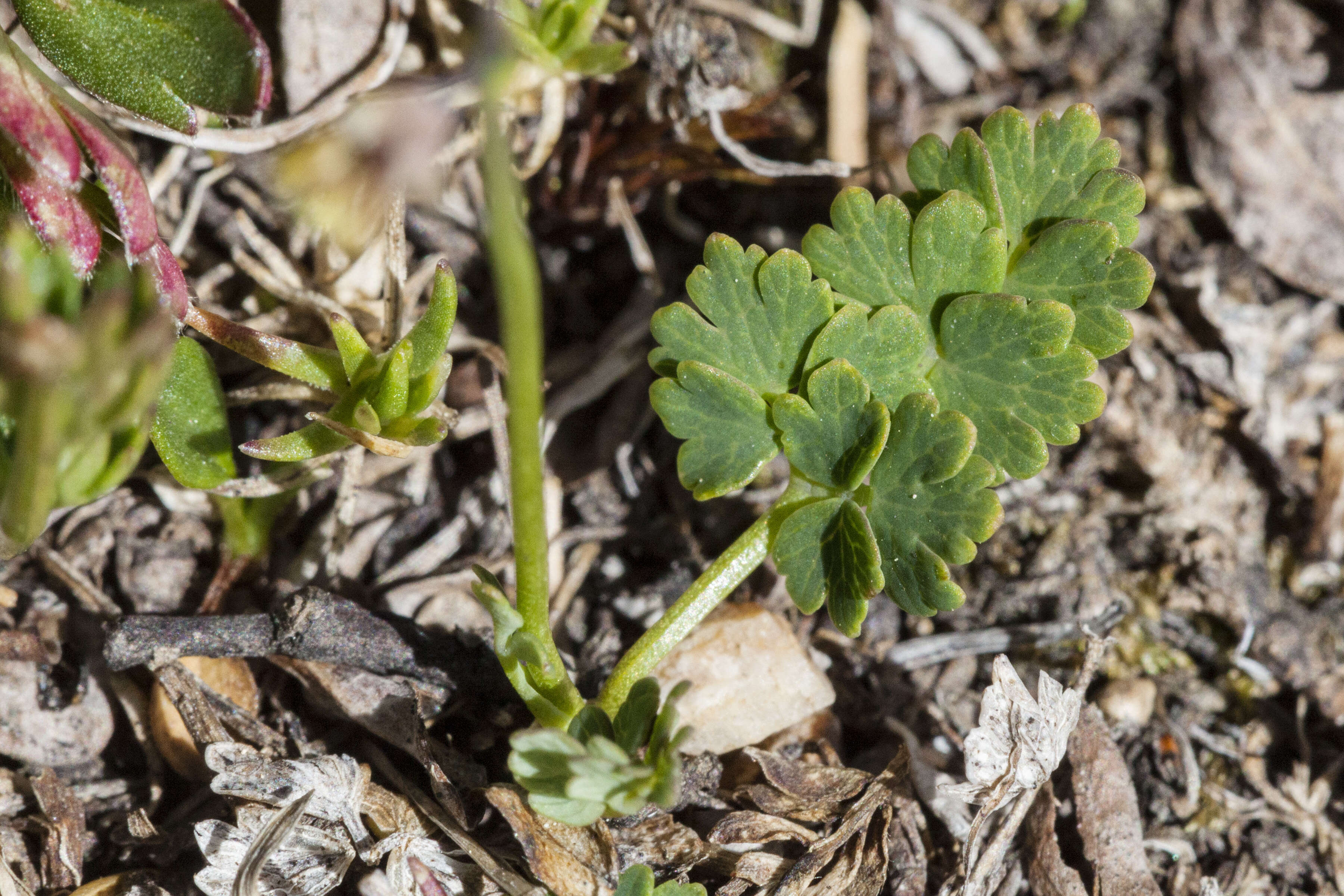 Image de Thalictrum alpinum L.