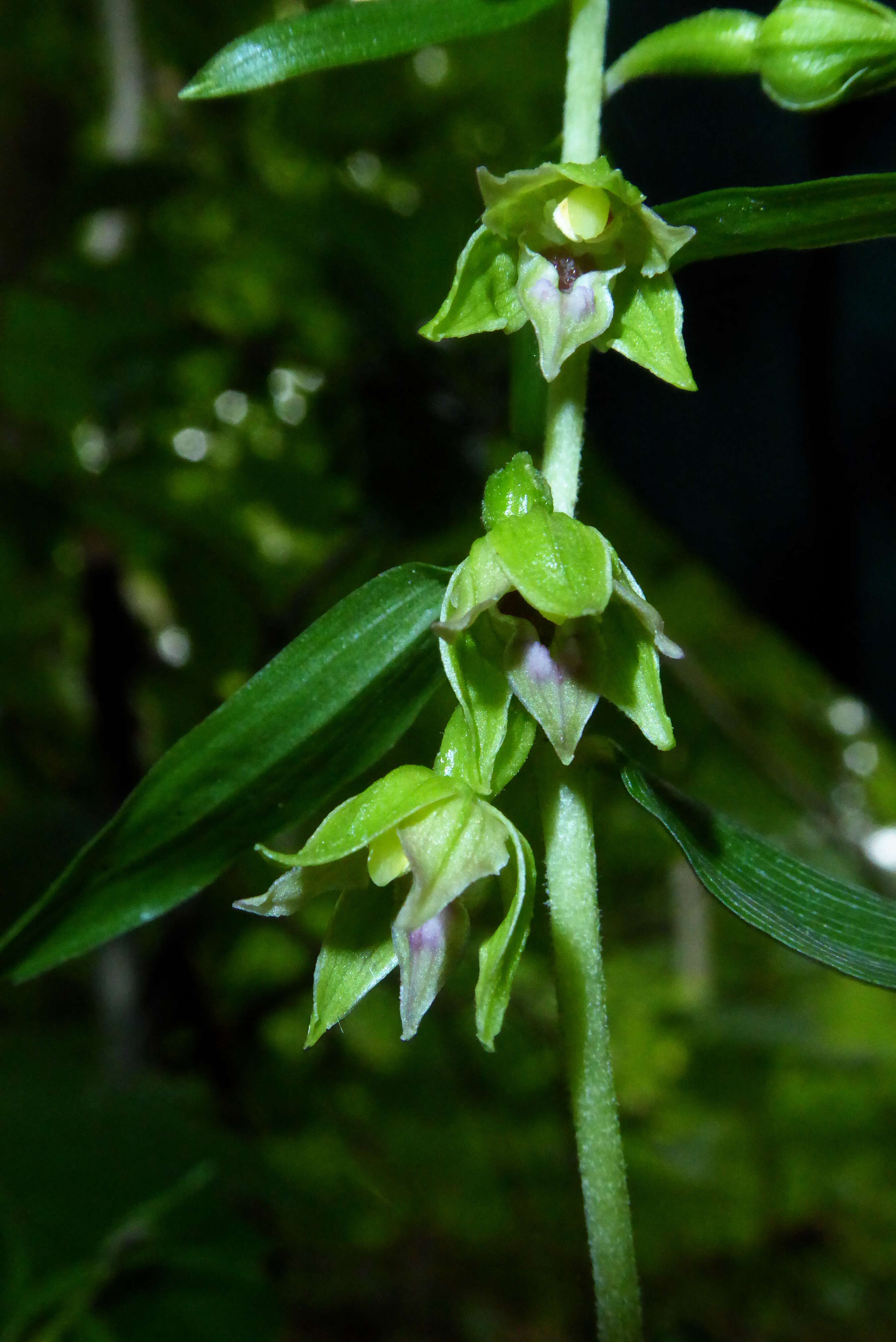 Image of Narrow-lipped helleborine