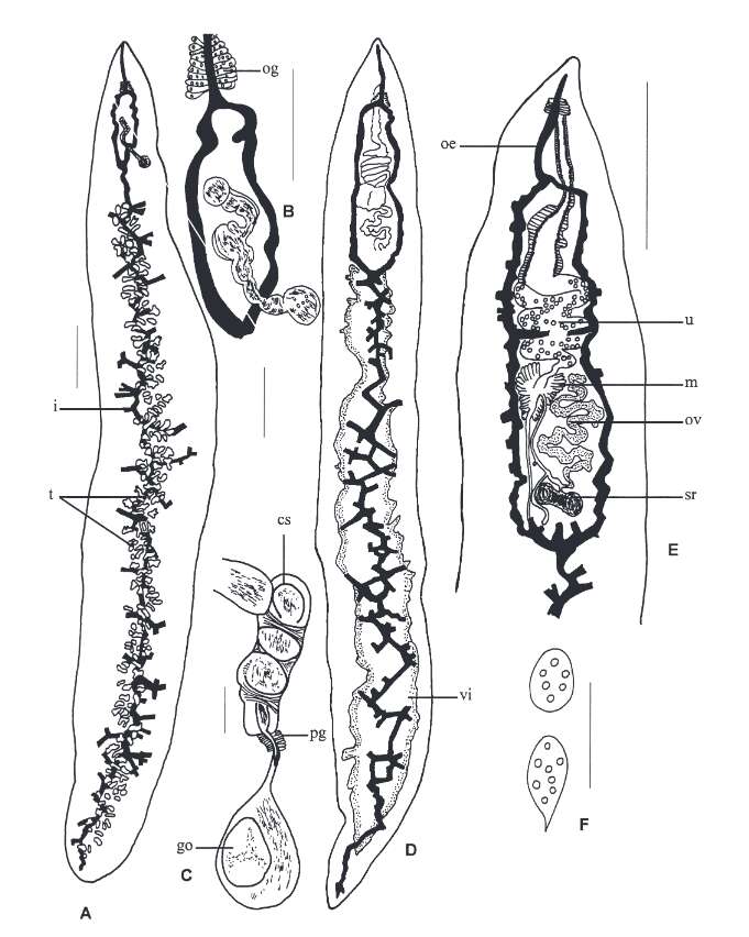 Image of flukes