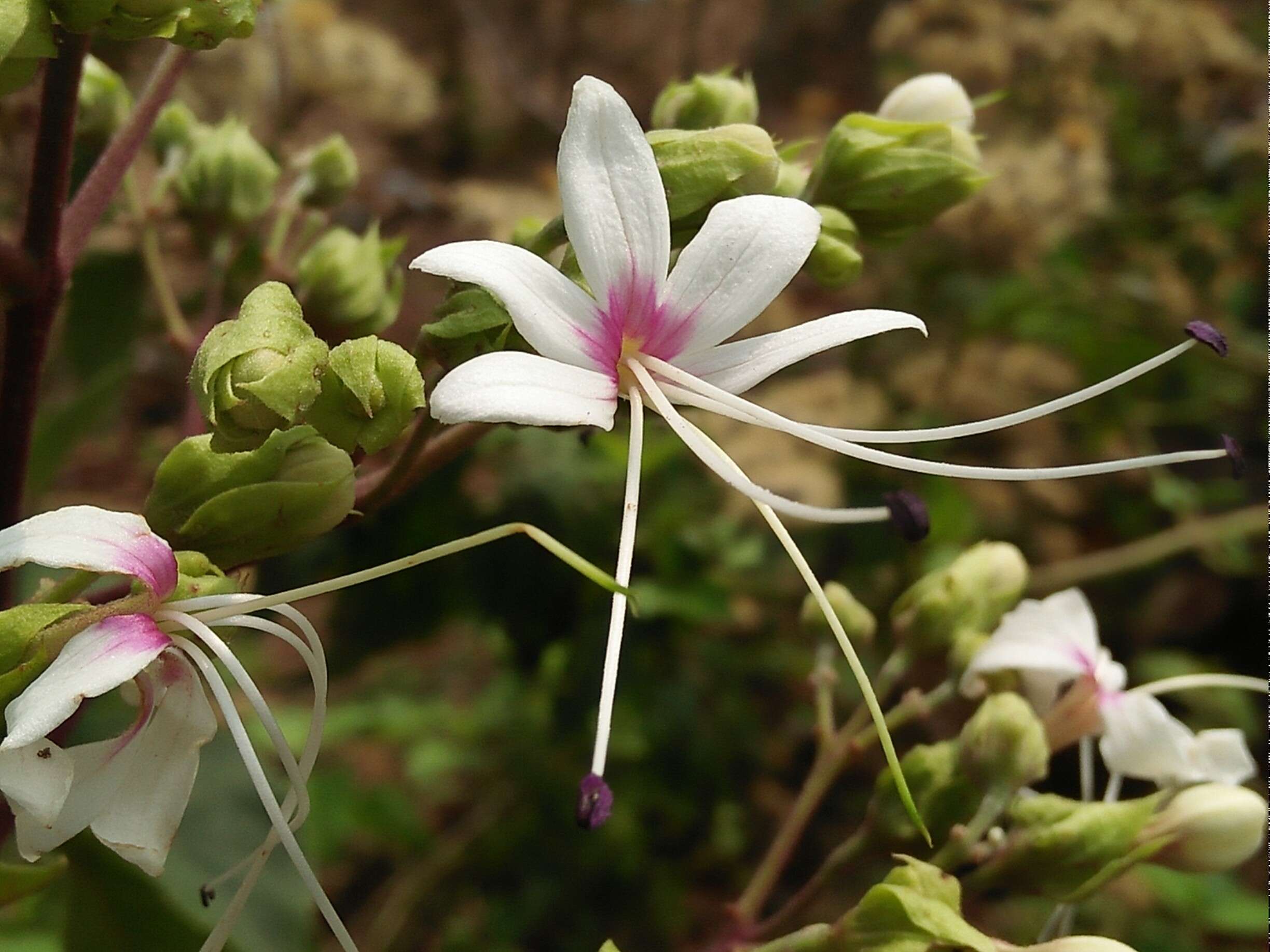 Image of Clerodendrum infortunatum L.