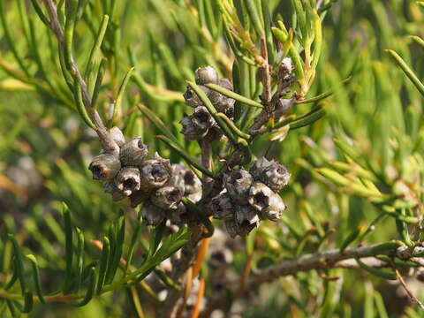 Sivun Melaleuca ctenoides F. C. Quinn kuva