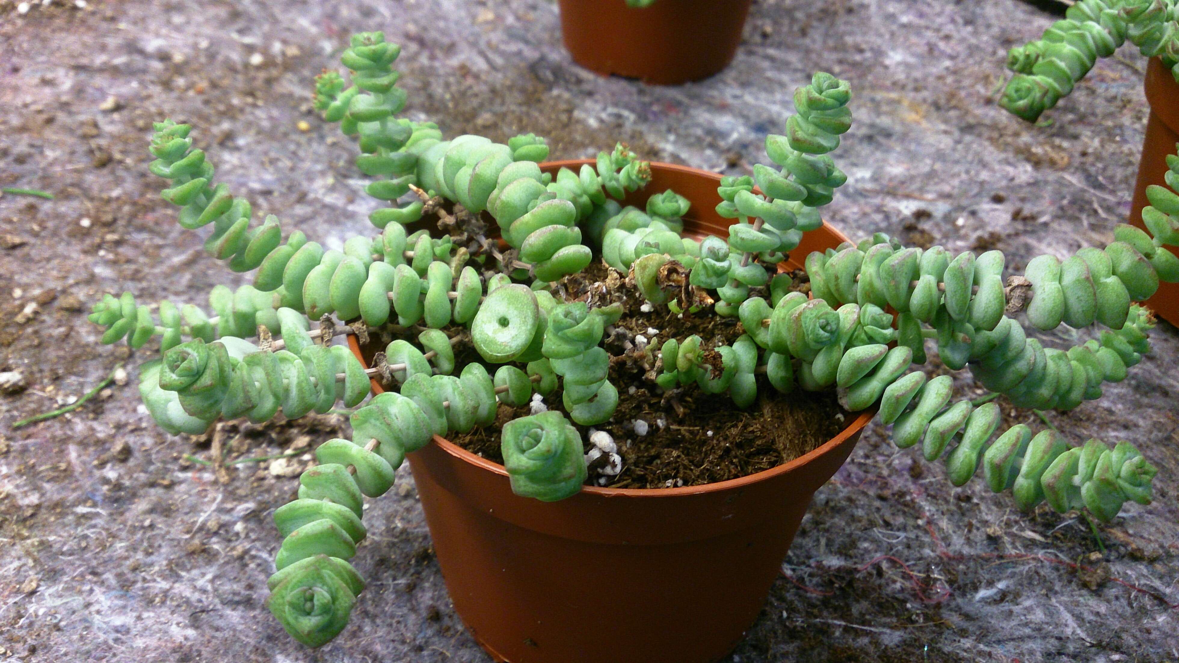 Image of Concertina plant