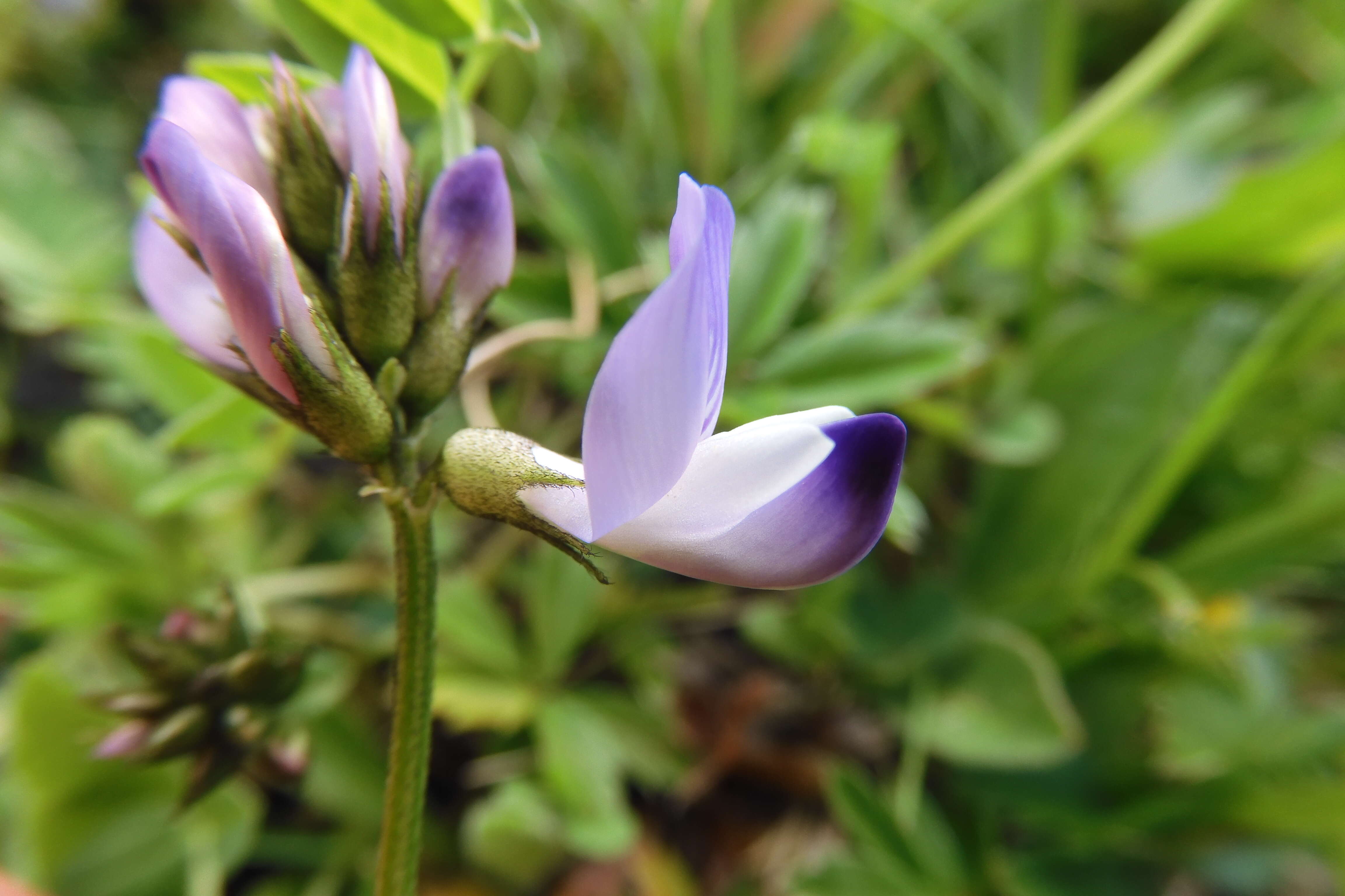 صورة Astragalus alpinus L.