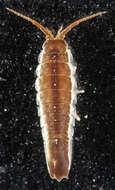 Image of Baltic isopod