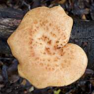 Image of Polyporus tuberaster (Jacq. ex Pers.) Fr. 1821