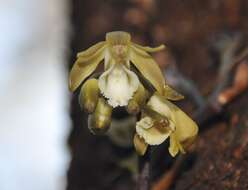 Erythrorchis cassythoides (A. Cunn. ex Lindl.) Garay的圖片