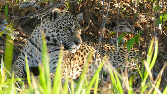 Image de Panthera onca palustris (Ameghino 1888)