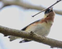 Image of Bay-breasted Warbler