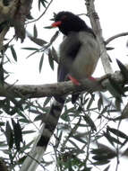 Image of Blue Magpie