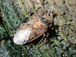 Image of Birch Catkin Bug