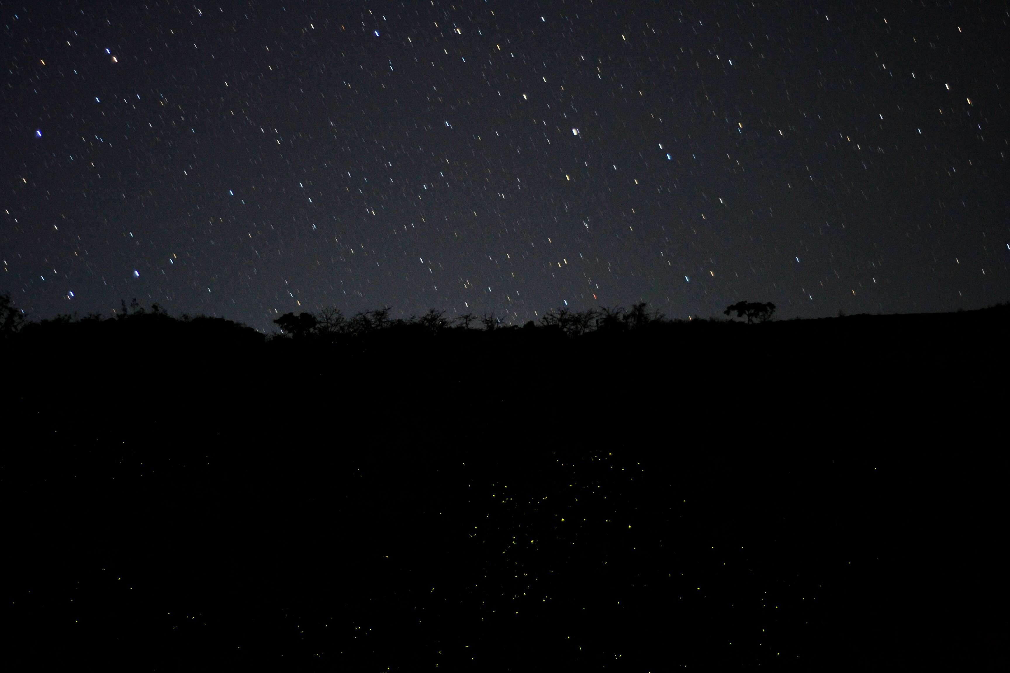 Image of fireflies