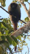 Image of Coimbra Filho's Titi Monkey