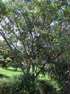 Image de Calliandra houstoniana (Mill.) Standl.