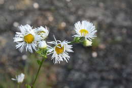 Image of eastern daisy fleabane