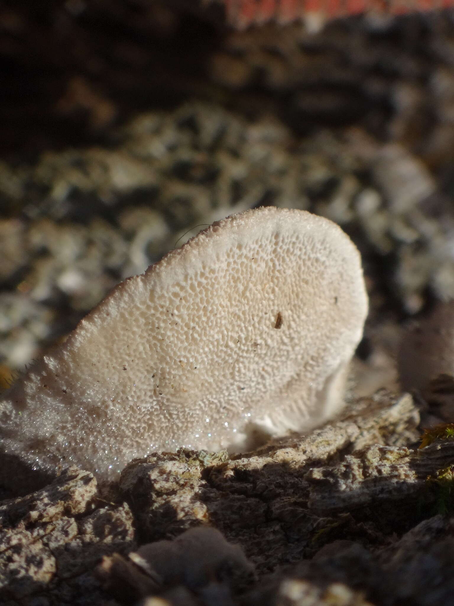 Trametes hirsuta (Wulfen) Lloyd 1924 resmi