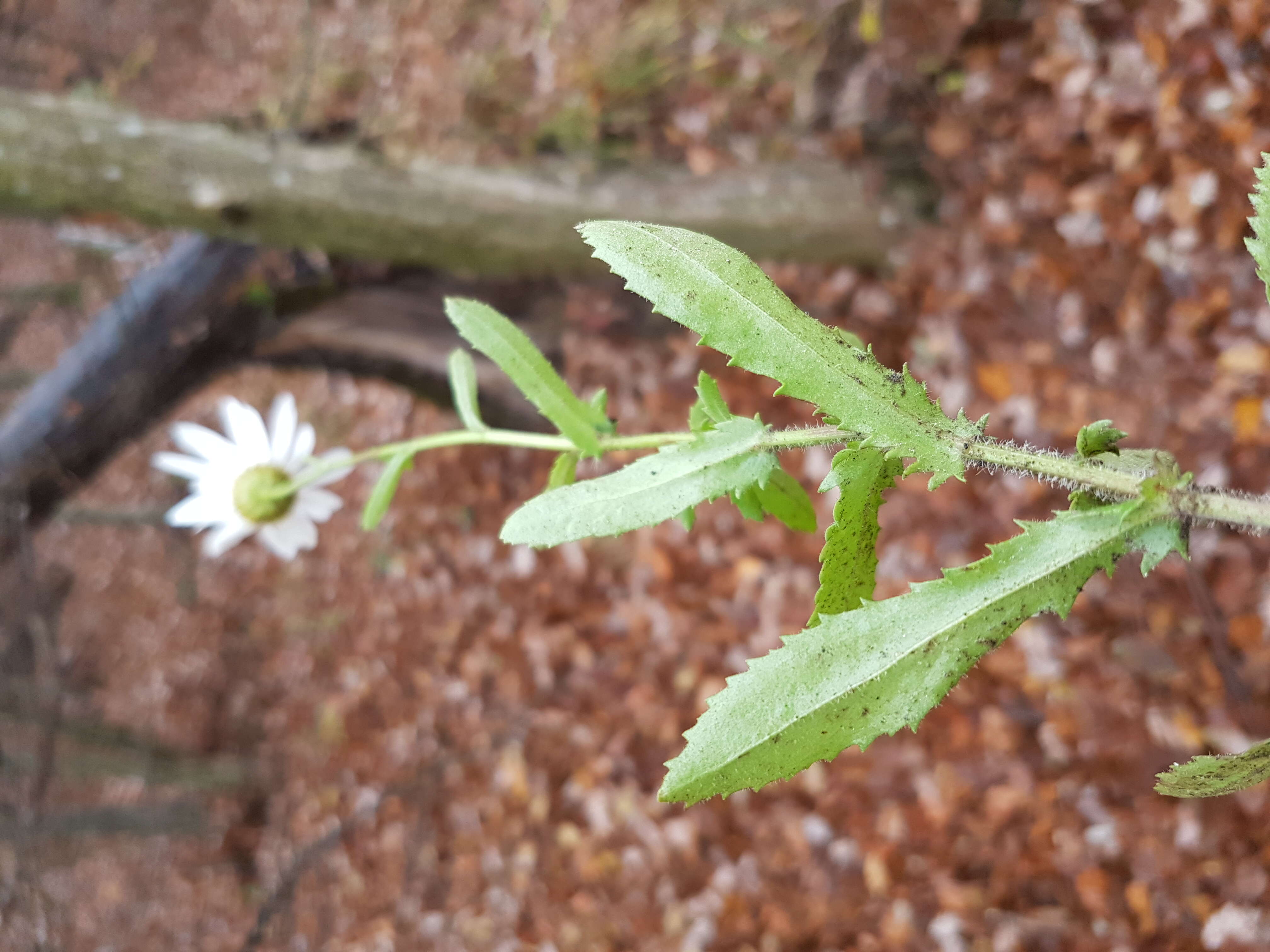 صورة Leucanthemum ircutianum (Turcz.) DC.