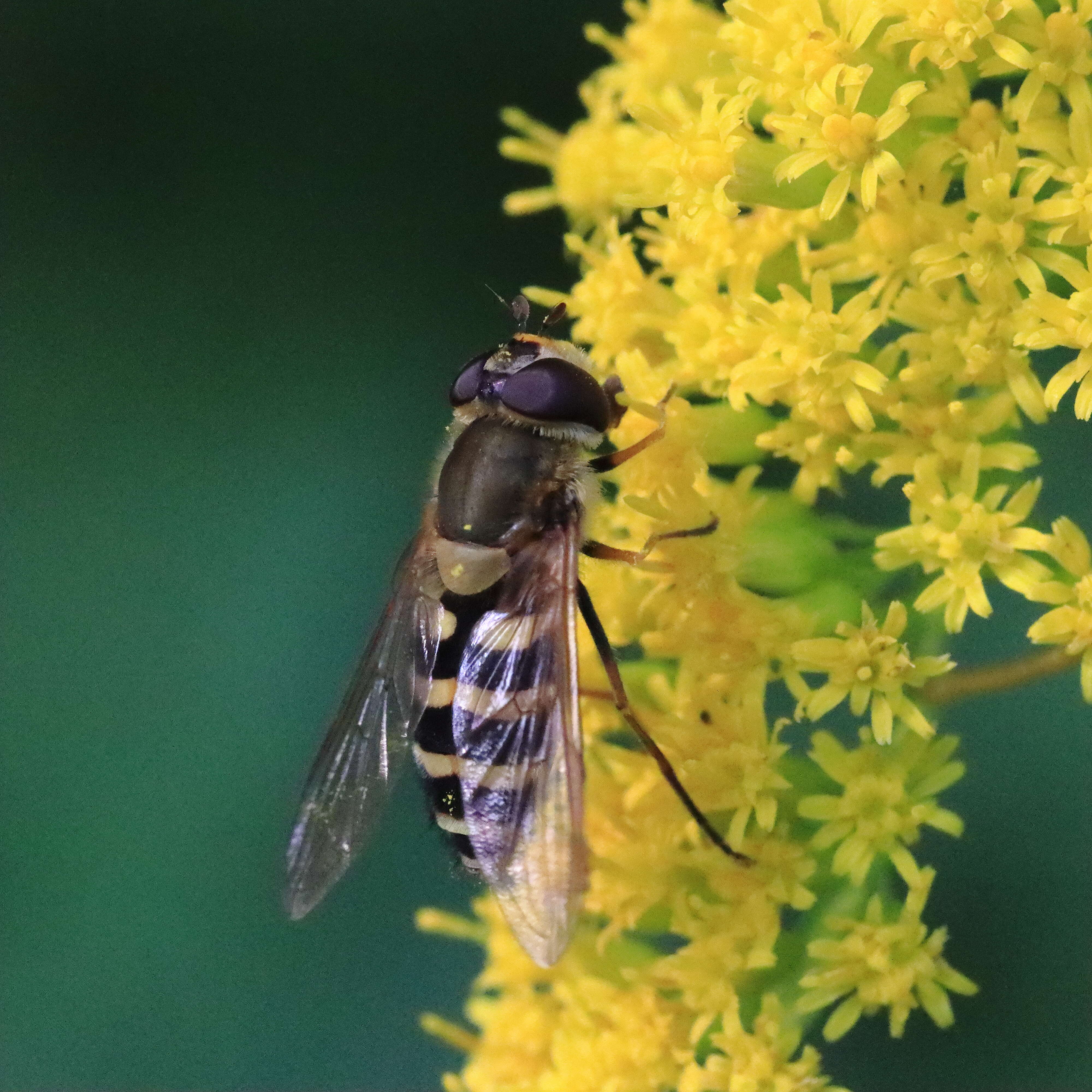 Image of Syrphus vitripennis Meigen 1822