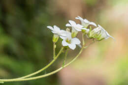 Image of Meadow Saxifrage