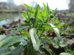 Image of Goldilocks Buttercup