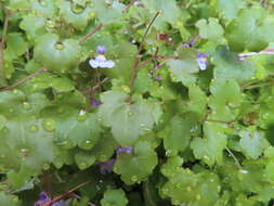 Image of Ivy-leaved Toadflax