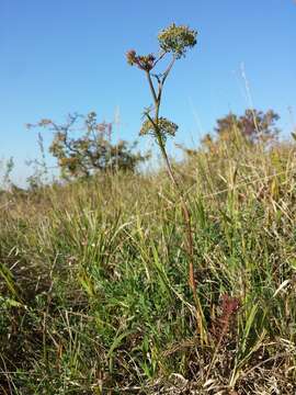 Image of Seseli annuum L.