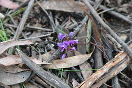 Image of Hardenbergia