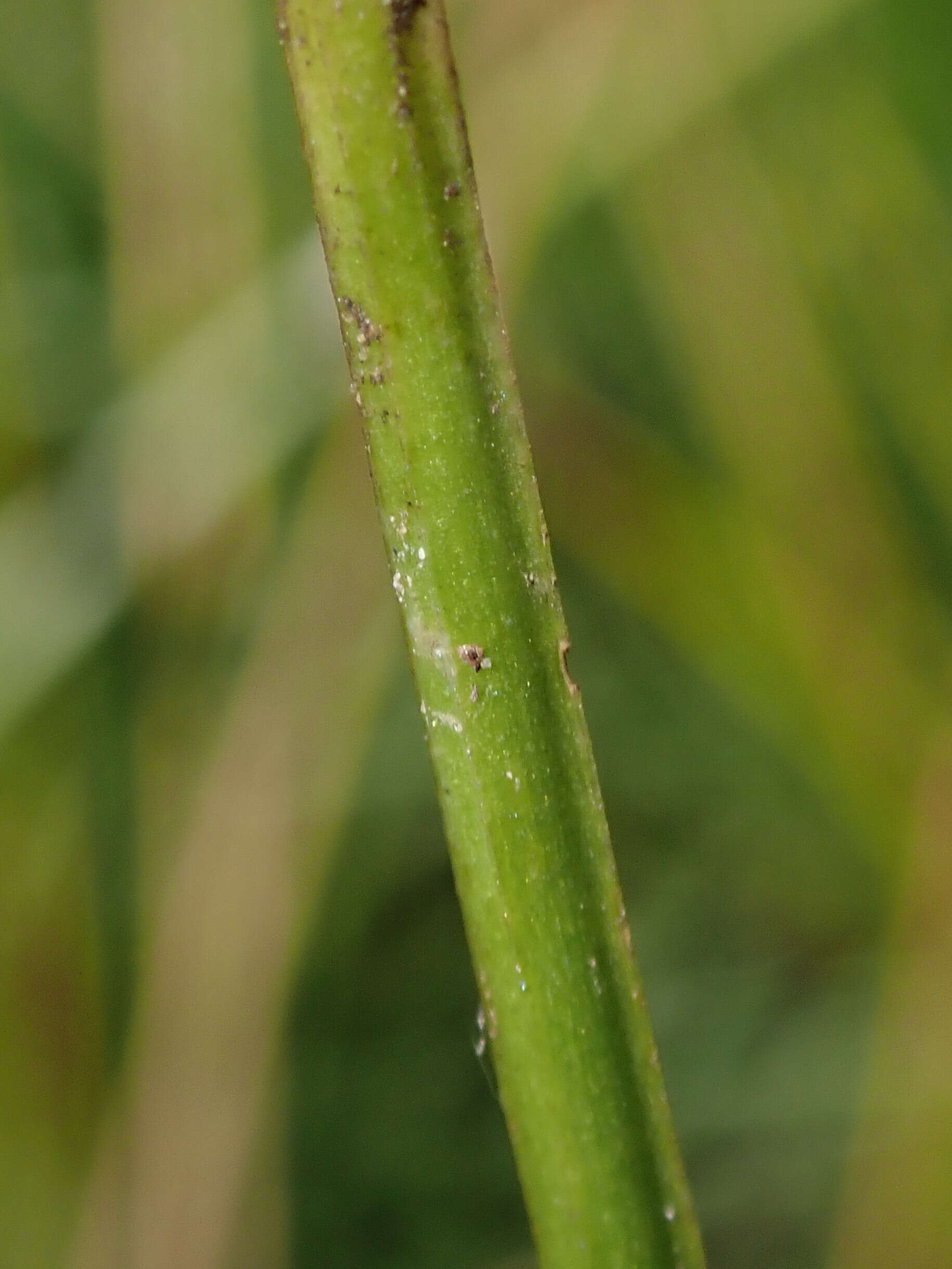 Image of Lady's leek