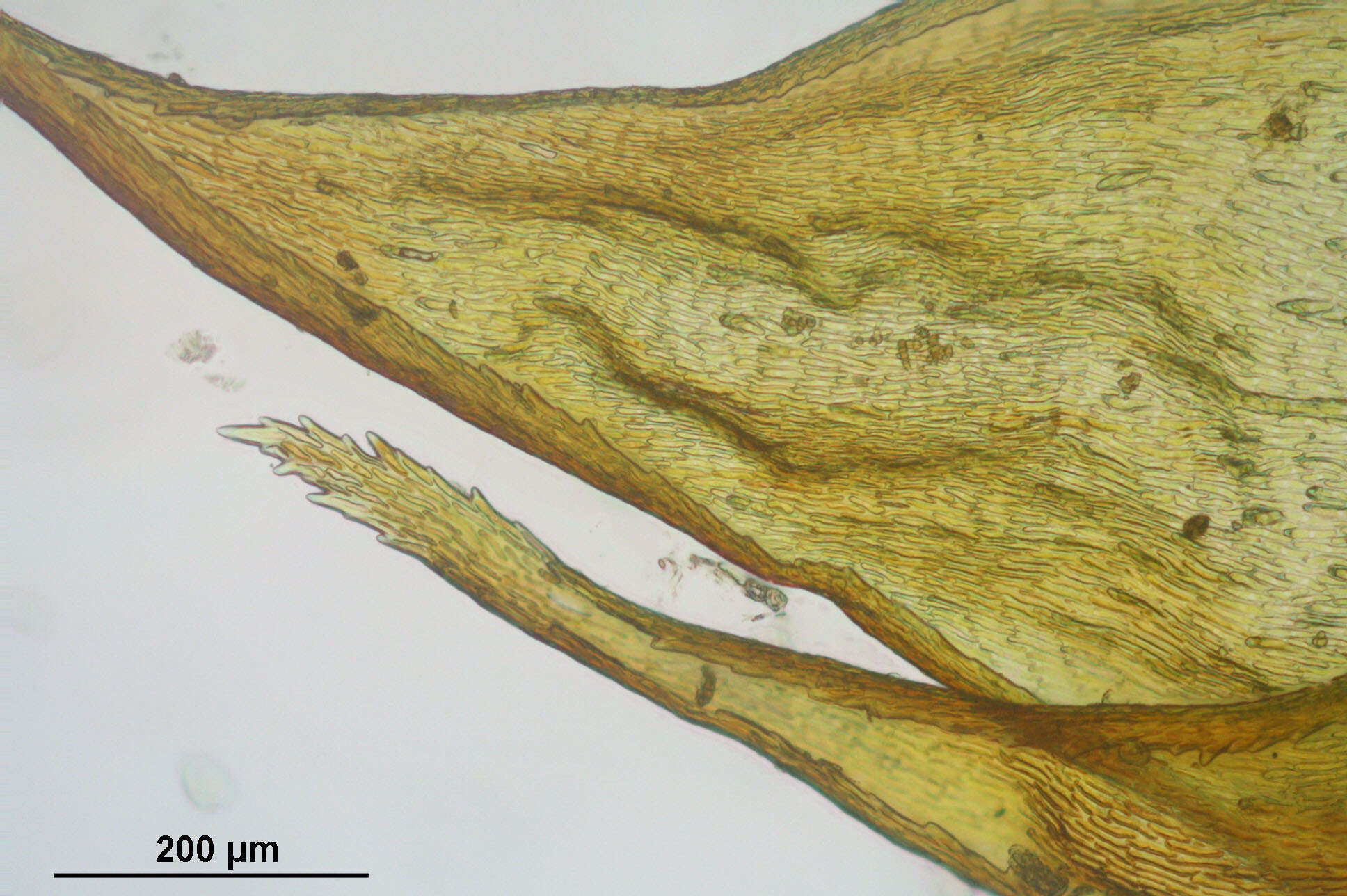 Image of rhytidium moss