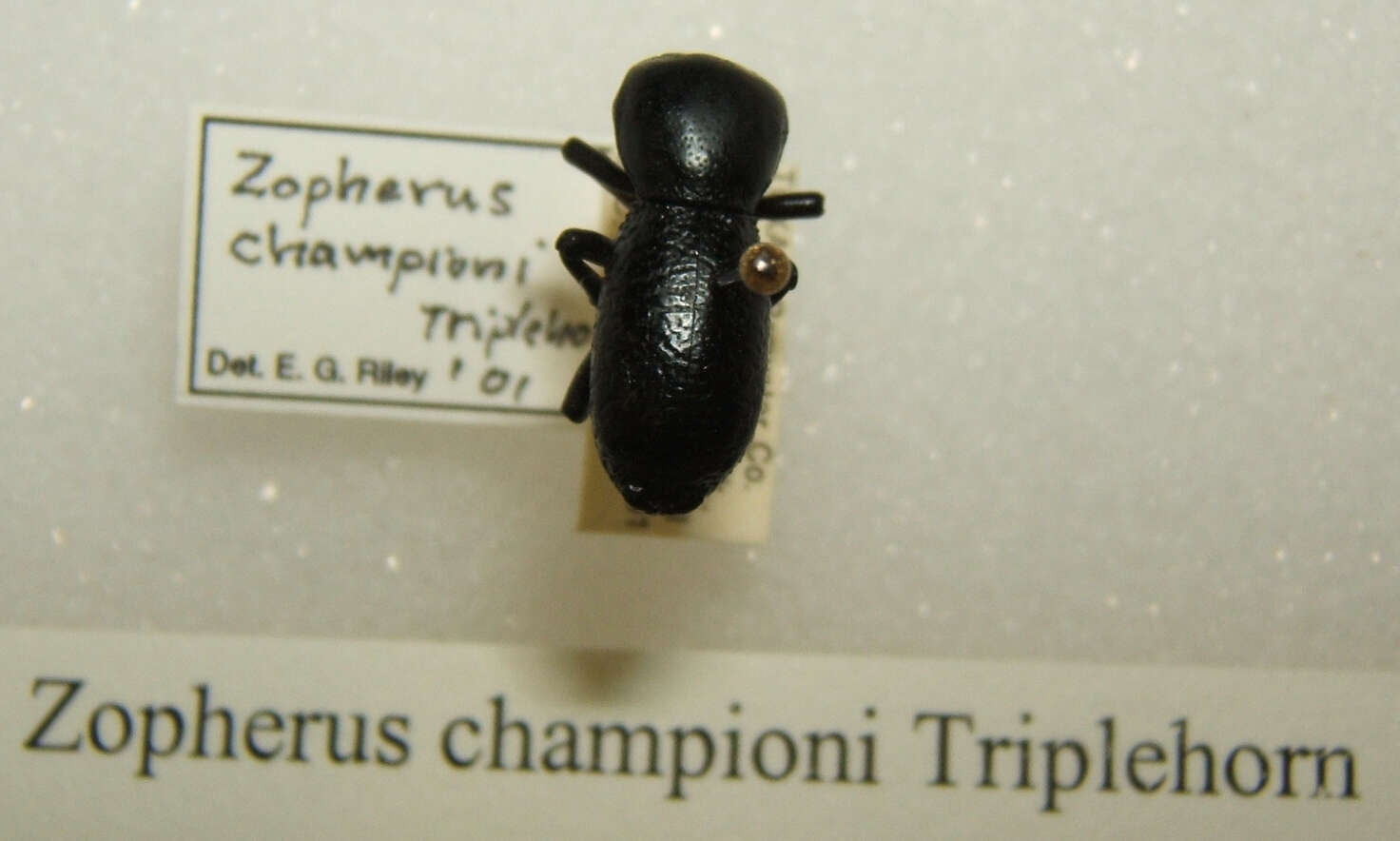 Image of Zopherus championi Triplehorn 1972