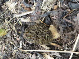 Image of Morchella importuna M. Kuo, O'Donnell & T. J. Volk 2012