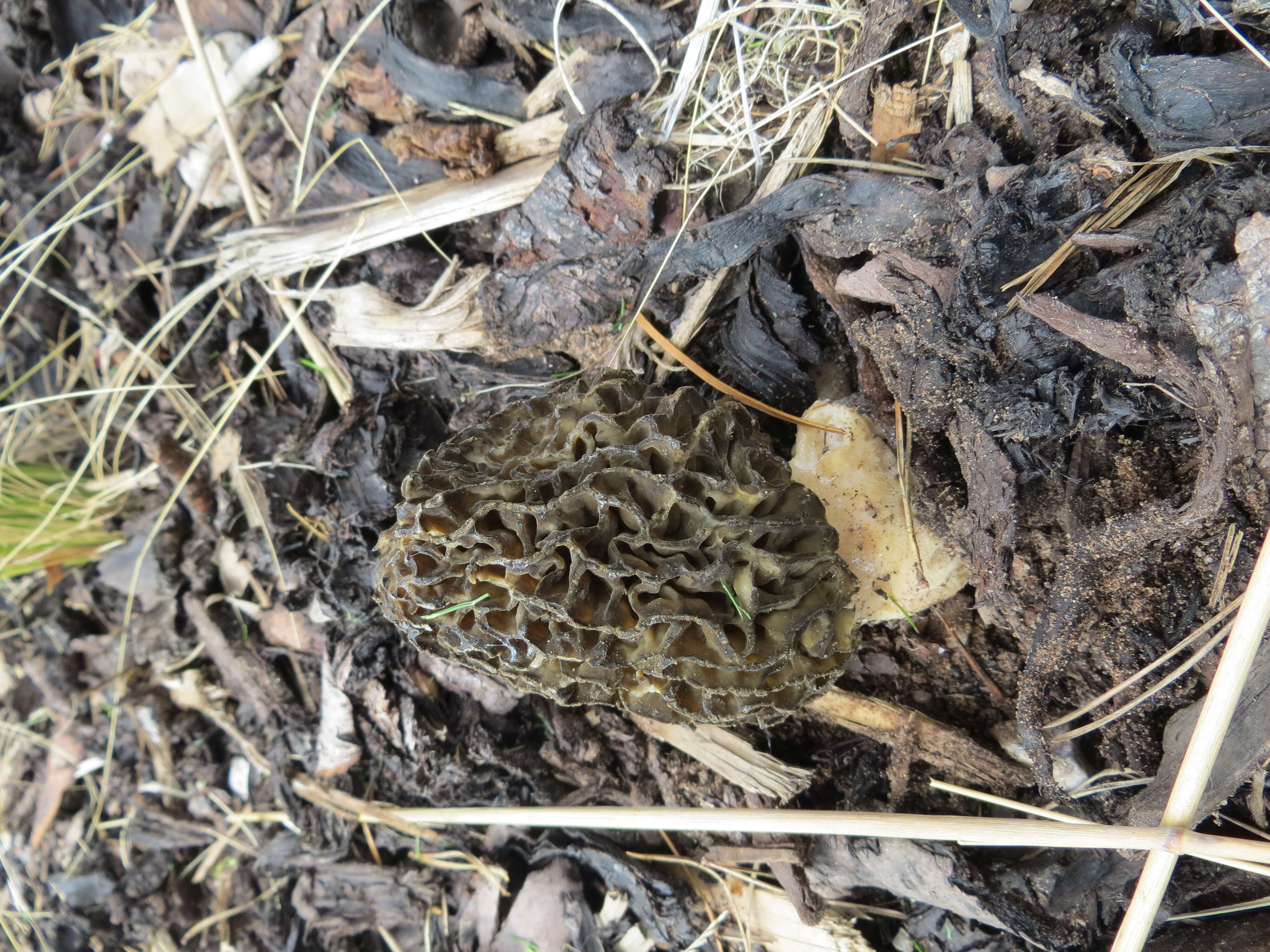 Image of Morchella importuna M. Kuo, O'Donnell & T. J. Volk 2012