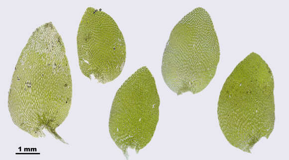 Image of hookeria moss