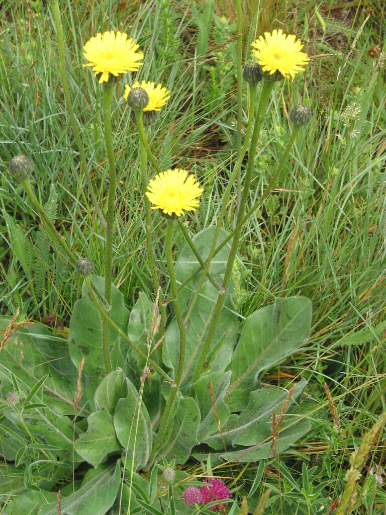 Image of Hypochaeris maculata L.