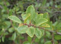 صورة Rhamnus crenulata Ait.