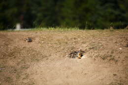 Image of Columbian ground squirrel