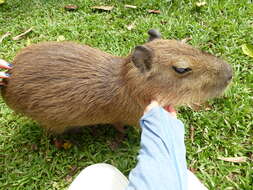 Image of Capybaras