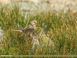 Image of Twite