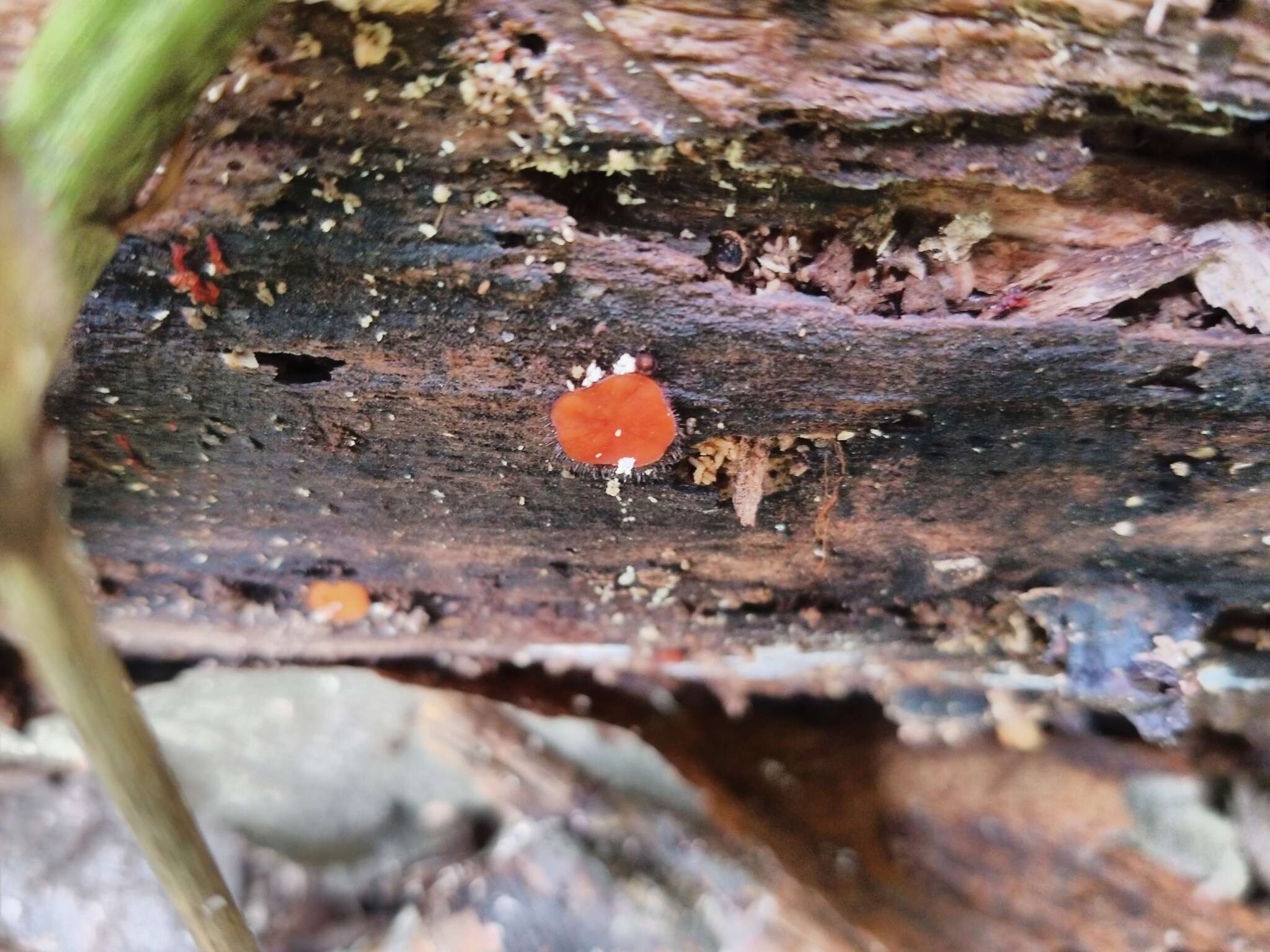 Image of Scutellinia scutellata (L.) Lambotte 1887